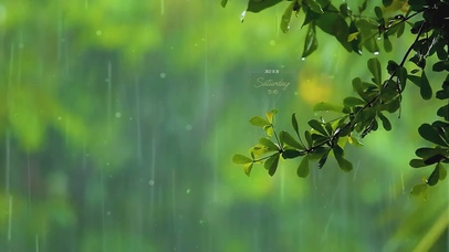 治愈护眼雨天绿叶