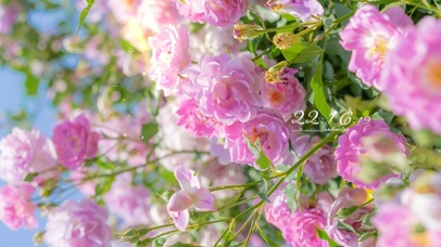 4k 治愈清新夏日阳光鲜花