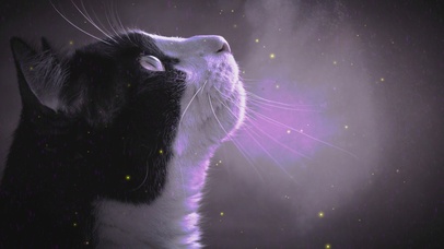 唯美插画黑猫侧脸杀