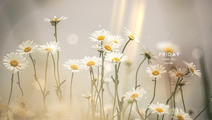 阳光治愈小雏菊