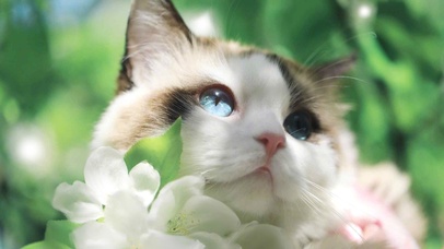 郭斯特的小狐狸