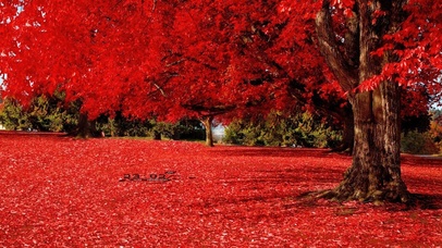 满地红叶