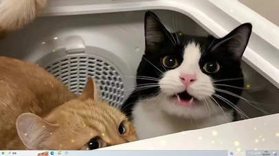 猫咪之家  主题