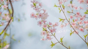 治愈唯美桃花飞舞