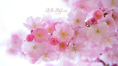 治愈唯美粉嫩海棠花