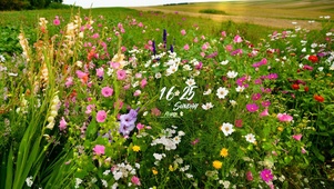 简约系绿植花草壁纸