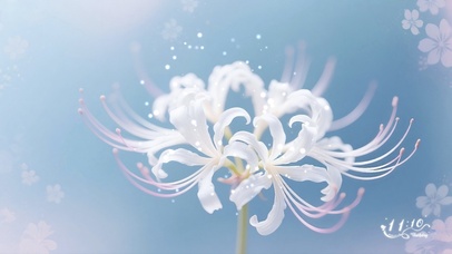 白色曼珠沙华-霸气的温柔