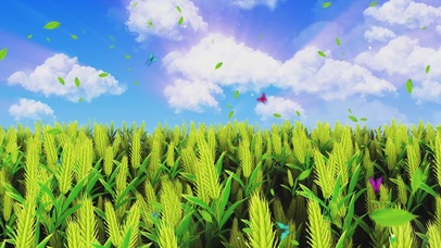 唯美的青色麦田