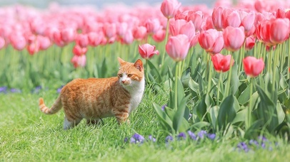 郁金香和小橘猫