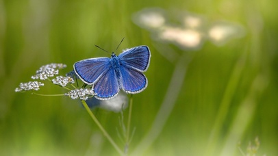 蓝蝶