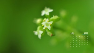 护眼治愈小白花
