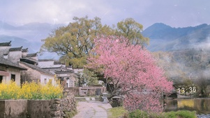 4K 雨天樱花古镇