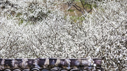 漫天飞舞的樱花