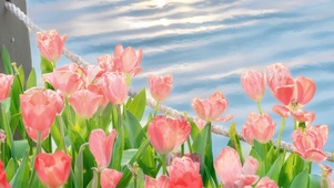 花海