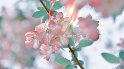 唯美治愈粉嫩海棠花