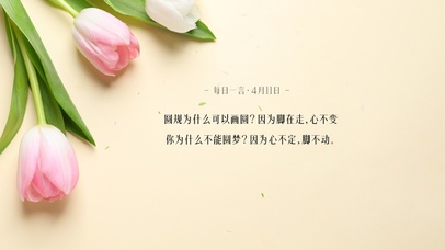 简约系郁金香壁纸