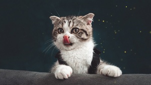 绅士猫