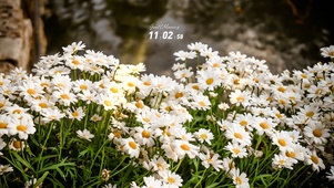 超美小雏菊