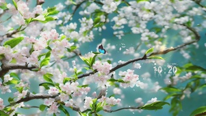 4k梨花盛开