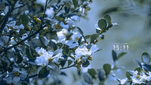 4K唯美治愈清新山茶花