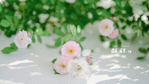 4K唯美治愈清新蔷薇花