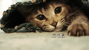 可爱狸花猫