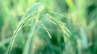 4k 治愈清新夏日的稻花香