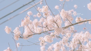 治愈唯美樱花