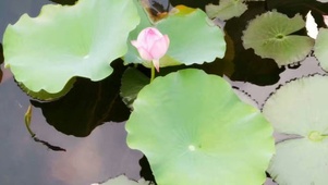 夏日荷莲随风起舞