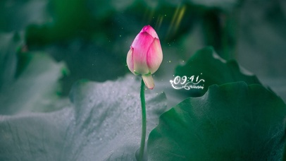 含苞待放的荷花