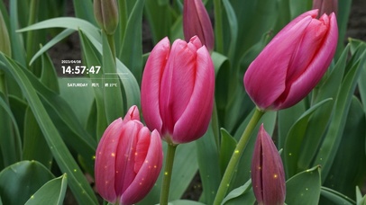 4k花卉风景桌面