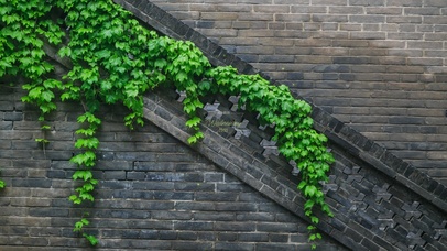 4K古城墙的绿叶