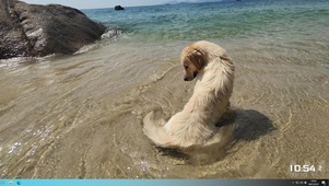 金毛水狗狗