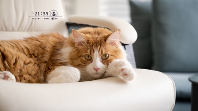 4k萌萌猫咪桌面