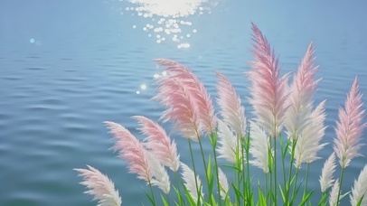 唯美粉彩芦苇丛