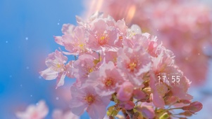 治愈清新唯美樱花