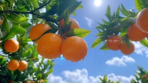 夏日水果