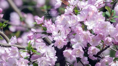 4k 唯美治愈紫色海棠花