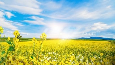 4k 春季的油菜花田