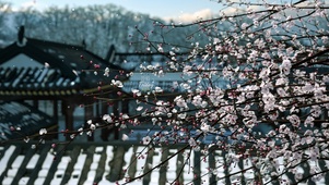 4K梅花雪景