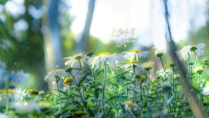 4k 治愈清新路边小雏菊