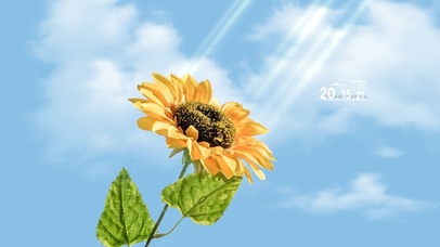 4K 夏日蓝天向日葵