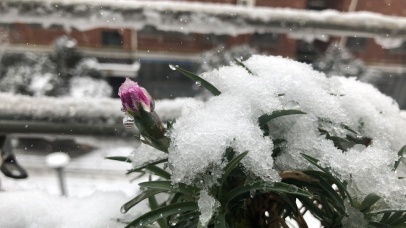 雪中赏花（新号ID：疾风行者）