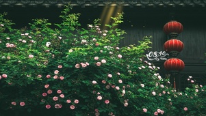 唯美蔷薇花
