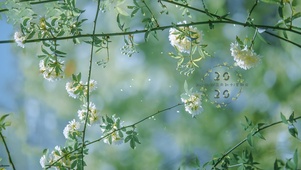 清新治愈白木香花