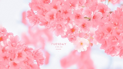 治愈清新粉嫩樱花