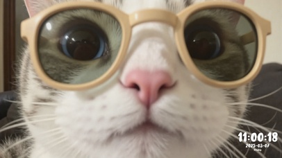 闻到小猫味了！谁在看我电脑！