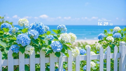 护眼海边风景绣球花