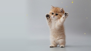 治愈软萌猫猫拳