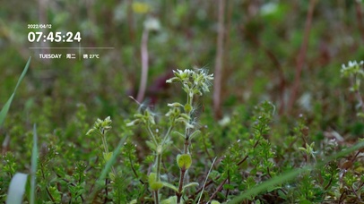 护眼绿植小清新